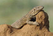 Savannah monitor lizard sunbathing