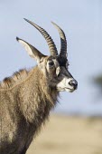 Male roan antelope portrait Adult Male,Adult,Chordates,Chordata,Bovidae,Bison, Cattle, Sheep, Goats, Antelopes,Even-toed Ungulates,Artiodactyla,Mammalia,Mammals,equinus,Savannah,Herbivorous,Least Concern,Scrub,Cetartiodactyla,Hi