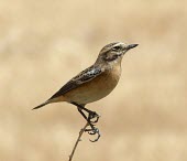 Common stonechat Adult,Aves,Birds,Old World Flycatchers,Muscicapidae,Perching Birds,Passeriformes,Chordates,Chordata,Europe,Wetlands,Animalia,Saxicola,Agricultural,Terrestrial,Scrub,Africa,Asia,Carnivorous,IUCN Red Li
