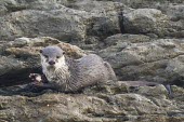 Cape Clawless Otter feeding on a Cape Rock Crab Feeding behaviour,Feeding,Mammalia,Mammals,Weasels, Badgers and Otters,Mustelidae,Carnivores,Carnivora,Chordates,Chordata,Coastal,Animalia,Carnivorous,Terrestrial,Streams and rivers,Aonyx,Africa,Aquat