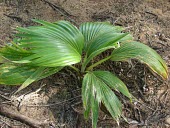 Nihoa fan palm seedling Terrestrial,Tracheophyta,Liliopsida,Endangered,Pritchardia,remota,Photosynthetic,Palmae,Pacific,Arecales,IUCN Red List,Plantae