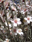 Prunus arabica flowers Flower,Prunus,Rosales,Plantae,Magnoliopsida,Asia,Not Evaluated,Terrestrial,Photosynthetic,Tracheophyta,Rosaceae
