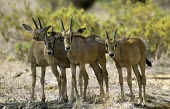 Beisa oryx four calves in a creche Survival Adaptations,Defence behaviours,Growing up and learning behaviours,Reproduction,Juvenile,Bovidae,Bison, Cattle, Sheep, Goats, Antelopes,Mammalia,Mammals,Chordates,Chordata,Even-toed Ungulates,
