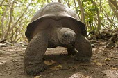 Aldabra giant tortoise walking Locomotion,Crawling or normal terrestrial locomotion,Habitat,Species in habitat shot,Adult,Animalia,Mangrove,Testudinidae,Reptilia,Geochelone,Appendix II,gigantea,Chordata,Scrub,Terrestrial,Asia,Vulne