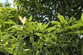 Magnolia kachirachirai foliage Magnolia,Magnoliaceae,Asia,Endangered,Magnoliales,Terrestrial,Photosynthetic,IUCN Red List,Magnoliopsida,Tracheophyta,Plantae