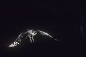 Spotted eagle-owl in flight Adult,Flying,Flapping flight,Locomotion,Owls,Strigiformes,True Owls,Strigidae,Chordates,Chordata,Aves,Birds,Animalia,Appendix II,Carnivorous,Least Concern,Semi-desert,africanus,Africa,Bubo,Forest,Rock