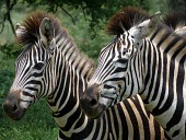 Burchell's zebras (Equus quagga burchellii) Zebra,Burchell's Zebra,Equus quagga burchellii,foal
