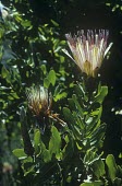 Protea aurea flowering Flower,Mature form,Leaves,Photosynthetic,Terrestrial,Proteaceae,Proteales,Magnoliopsida,Plantae,Tracheophyta,Protea,Africa