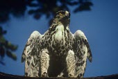 Ayres's hawk-eagle warming up in sun Adult,Hieraaetus ayresii,Ayres's hawk-eagle,Aves,Birds,Chordates,Chordata,Accipitridae,Hawks, Eagles, Kites, Harriers,Falconiformes,Hawks Eagles Falcons Kestrel,Ayresâs hawk-eagle,Aigle d'Ayres,App