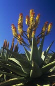 Bitter aloe plant with red and yellow flowers Leaves,Mature form,Flower,Liliales,Terrestrial,Liliaceae,Plantae,Liliopsida,Photosynthetic,Heathland,Appendix II,Africa,Grassland,Tracheophyta,Aloe