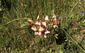 Gladiolus alatus var. meliusculus in flower Flower,Mature form,Africa,Liliopsida,Gladiolus,Plantae,Iridaceae,Tracheophyta,Terrestrial,Liliales,Photosynthetic