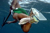 Spearfisher holding a lobster between his toes