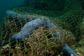 A net that was caught on a reef trapped a sea star
