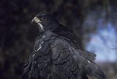 Black goshawk starting to spread wings Adult,Fresh water,Accipitridae,Falconiformes,Arboreal,melanoleucus,Least Concern,Chordata,Flying,Carnivorous,Accipiter,Animalia,Appendix II,Aves,Forest,Africa,IUCN Red List