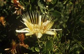 Yellow flower of Protea aurea Flower,Mature form,Photosynthetic,Terrestrial,Proteaceae,Proteales,Magnoliopsida,Plantae,Tracheophyta,Protea,Africa