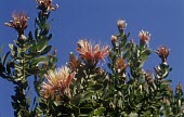 Protea aurea flowering Flower,Mature form,Photosynthetic,Terrestrial,Proteaceae,Proteales,Magnoliopsida,Plantae,Tracheophyta,Protea,Africa