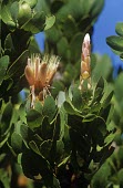 Flowering Protea aurea plant Leaves,Flower,Mature form,Photosynthetic,Terrestrial,Proteaceae,Proteales,Magnoliopsida,Plantae,Tracheophyta,Protea,Africa