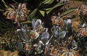 Flowering Cotyledon orbiculata plants Flower,Leaves,Mature form,Grassland,Rosales,Africa,Rock,Terrestrial,Crassulaceae,Tracheophyta,Photosynthetic,Magnoliopsida,Cotyledon,Plantae,Heathland