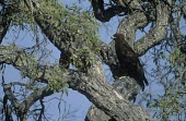 Wahlberg's eagle perched in large tree Nigel J. Dennis / Images of Africa Adult,Aquila,Aves,Forest,Least Concern,Appendix II,wahlbergi,Animalia,Carnivorous,Falconiformes,Terrestrial,Chordata,Accipitridae,Africa,IUCN Red List