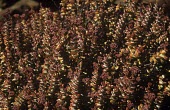Crassula rupestris in flower Mature form,Flower,Crassulaceae,Plantae,Tracheophyta,Crassula,Photosynthetic,Africa,Rosales,Terrestrial,Rock,Magnoliopsida