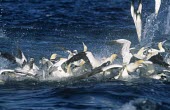 Cape gannets feeding at sea Feeding,Feeding behaviour,Terrestrial,Sulidae,Shore,Carnivorous,Atlantic,Aves,Ocean,Indian,Vulnerable,Africa,Coastal,Flying,Pelecaniformes,Chordata,Animalia,Morus,capensis,IUCN Red List