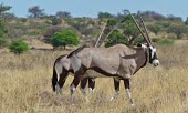 Gemsboks (Oryx gazella) Gemsbok,Oryx gazella,Bovidae,Bison, Cattle, Sheep, Goats, Antelopes,Chordates,Chordata,Mammalia,Mammals,Even-toed Ungulates,Artiodactyla,gazella,Herbivorous,Africa,Savannah,Desert,Animalia,Least Conce