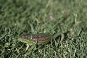 Cape dwarf chameleon on grass Crawling or normal terrestrial locomotion,Locomotion,Adult,Bradypodion pumilum,Cape dwarf chameleon,Chamaeleonidae,Chordates,Chordata,Reptilia,Reptiles,Squamata,Lizards and Snakes,Appendix II,Sub-trop