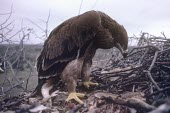 Side profile of large tawny eagle chick sitting in nest Chick,Living place,How does it live ?,Semi-desert,Flying,Aquila,Desert,Falconiformes,Carnivorous,Chordata,rapax,Aves,Savannah,Accipitridae,Appendix II,Asia,Least Concern,Africa,Animalia,IUCN Red List