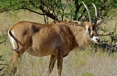 Roan antelope (Hippotragus equinus) Roan antelope,Hippotragus equinus,Chordates,Chordata,Bovidae,Bison, Cattle, Sheep, Goats, Antelopes,Even-toed Ungulates,Artiodactyla,Mammalia,Mammals,equinus,Savannah,Herbivorous,Least Concern,Scrub,C