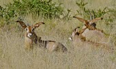 Roan antelopes (Hippotragus equinus) Roan antelope,Hippotragus equinus,Chordates,Chordata,Bovidae,Bison, Cattle, Sheep, Goats, Antelopes,Even-toed Ungulates,Artiodactyla,Mammalia,Mammals,equinus,Savannah,Herbivorous,Least Concern,Scrub,C