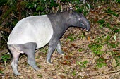 Asian/Malayan tapir (Tapirus indicus) Tapir,Asian tapir,Malayan tapir,Tapirus indicus,Perissodactyla,Odd-toed Ungulates,Mammalia,Mammals,Chordates,Chordata,Tapirs,Tapiridae,Herbivorous,Wetlands,Animalia,Terrestrial,Tapirus,Rainforest,Asia