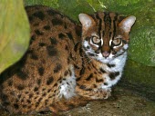Leopard Cat (Prionailurus bengalensis borneoensis) Leopard Cat,Prionailurus bengalensis borneoensis,Captive