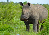 White rhinoceros (Ceratotherium simum) White rhinoceros,Ceratotherium simum,Rhinocerous,Rhinocerotidae,Perissodactyla,Odd-toed Ungulates,Mammalia,Mammals,Chordates,Chordata,Appendix II,Scrub,simum,Terrestrial,Savannah,Near Threatened,Afric