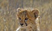 Cheetah cub (Acinonyx jubatus) Cheetah,Acinonyx jubatus,cub,Chordates,Chordata,Carnivores,Carnivora,Mammalia,Mammals,Felidae,Cats,jubatus,Savannah,Appendix I,Africa,Acinonyx,Critically Endangered,Carnivorous,Terrestrial,Animalia,En