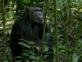 Eastern Chimpanzee (Pan troglodytes schweinfurthii) Eastern Chimpanzee,chimpanzee,Pan troglodytes schweinfurthii