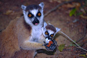 Ring-tailed lemurs (Lemur catta), female and young feeding Ring-tailed lemur,Lemur catta,Chordates,Chordata,Lemuridae,Mammalia,Mammals,Primates,Animalia,Appendix I,Near Threatened,Arboreal,Africa,Rock,Lemur,Terrestrial,Herbivorous,Temperate,Scrub,catta,IUCN R