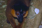 Red-collared Lemur (Eulemur collaris) Red-collared lemur,Eulemur collaris,Primates,Chordates,Chordata,Lemuridae,Mammalia,Mammals,Tropical,Vulnerable,Eulemur,Africa,Animalia,Appendix I,collaris,Omnivorous,Arboreal,IUCN Red List