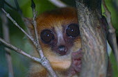Brown mouse lemur (Microcebus rufus) Brown mouse lemur,Microcebus rufus,Rufous mouse lemur,Cheirogaleids,Cheirogaleidae,Mammalia,Mammals,Primates,Chordates,Chordata,Agricultural,IUCN Red List,Terrestrial,Microcebus,Tropical,CITES,Least C