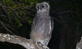 Verreaux's Eagle-Owl (Bubo lacteus) Verreaux's Eagle-Owl,Bubo lacteus,Owls,Strigiformes,True Owls,Strigidae,Aves,Birds,Chordates,Chordata,Forest,Terrestrial,Africa,Bubo,Carnivorous,Arboreal,Least Concern,lacteus,Animalia,IUCN Red List
