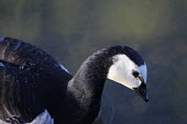 Barnacle goose (Branta leucopsis) Wild,Ducks, Geese, Swans,Anatidae,Waterfowl,Anseriformes,Chordates,Chordata,Aves,Birds,Tundra,Ponds and lakes,Agricultural,IUCN Red List,Wetlands,Temporary water,Flying,Branta,North America,Animalia,H