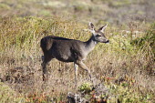 Mule deer (Odocoileus hemionus) Wild
