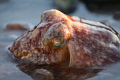 Curled octopus (Eledone cirrhosa) Wild,Octopoda,Carnivorous,Aquatic,Octopodidae,Coastal,Eledone,Atlantic,Mollusca,Common,Europe,Animalia,Cephalopoda