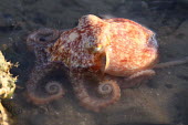 Curled octopus (Eledone cirrhosa) Wild,Octopoda,Carnivorous,Aquatic,Octopodidae,Coastal,Eledone,Atlantic,Mollusca,Common,Europe,Animalia,Cephalopoda