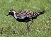 Pacific golden plover (Pluvialis fulva) Wild,Aves,Birds,Chordates,Chordata,Charadriidae,Lapwings, Plovers,Ciconiiformes,Herons Ibises Storks and Vultures,Animalia,Indian,Asia,Charadriiformes,Pacific,Pluvialis,Least Concern,Ponds and lakes,E