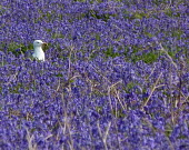 Common gull in bluebells bluebells,Wild,Ciconiiformes,Herons Ibises Storks and Vultures,Aves,Birds,Chordates,Chordata,Laridae,Gulls, Terns,Species of Conservation Concern,Asia,Ponds and lakes,North America,Europe,canus,Flying