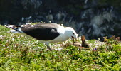 Greater black-backed gull attacking a rabbit attacking,hunting,Wild,Aves,Birds,Chordates,Chordata,Ciconiiformes,Herons Ibises Storks and Vultures,Laridae,Gulls, Terns,Terrestrial,Ocean,Coastal,North America,Shore,Animalia,Least Concern,Sand-dune