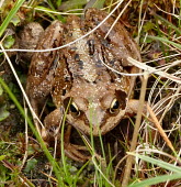 Common frog Wild,Amphibia,Aquatic,Anura,liui,Chordata,temporaria,Rana,Carnivorous,Ponds and lakes,Terrestrial,Temporary water,Europe,Ranidae,Streams and rivers,Wetlands,Wildlife and Conservation Act,Animalia,Comm