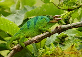 Three-horned chameleon on branch Wild