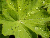 Lady's mantle leaf leaf,water droplets,Wild