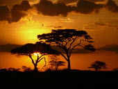 Sunset in Serengeti National Park sunset,National Park